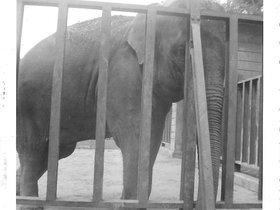 1955 Aug elephant at zoo.jpg